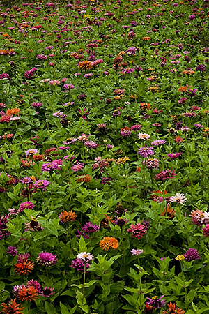 Zinnias in the Shenandoah Valley, VA